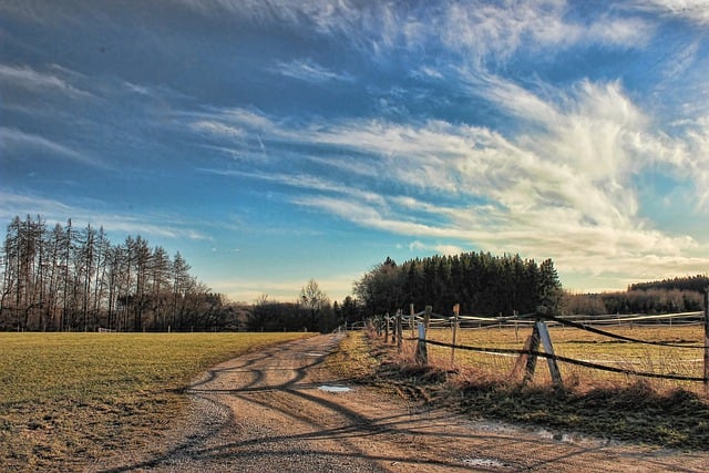 Free download trees meadow pasture fence bald free picture to be edited with GIMP free online image editor