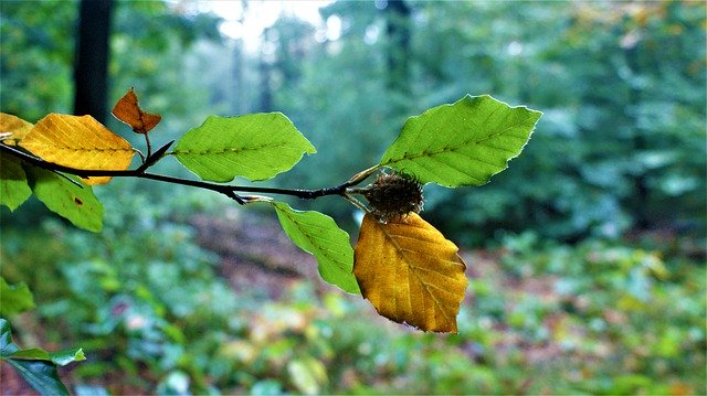 Free download Trees Mood Autumn -  free photo or picture to be edited with GIMP online image editor