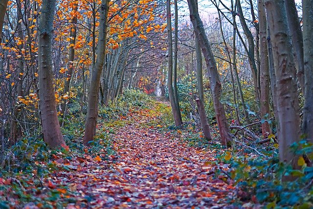 Free download trees nature autumn fall season free picture to be edited with GIMP free online image editor