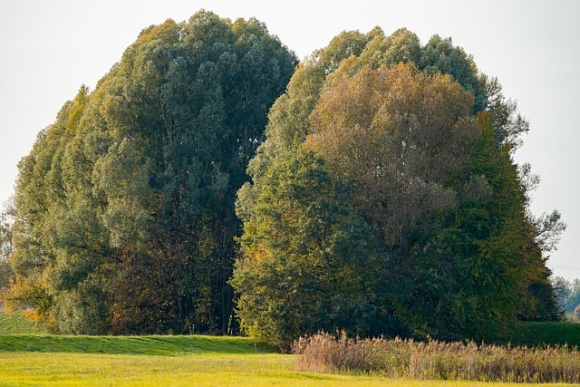 Free download trees nature fall landscape meadow free picture to be edited with GIMP free online image editor