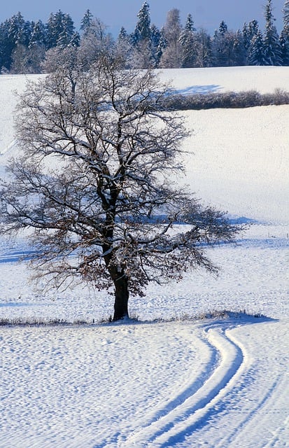 Free download tree snow winter landscape free picture to be edited with GIMP free online image editor