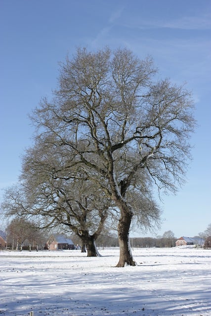 Free download tree snow winter sky nature free picture to be edited with GIMP free online image editor