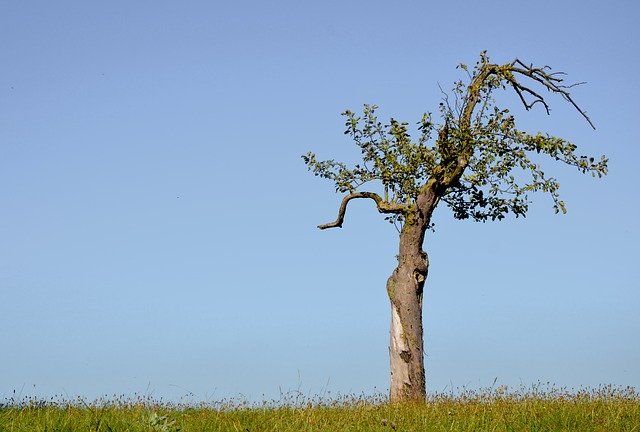 Free download Tree Solitary Nature -  free photo or picture to be edited with GIMP online image editor