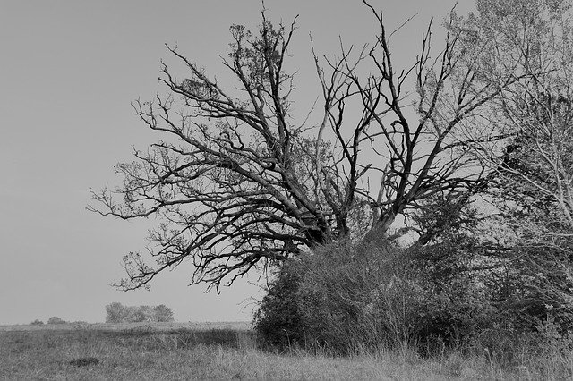 Free download Tree Solitérny Oak -  free photo or picture to be edited with GIMP online image editor