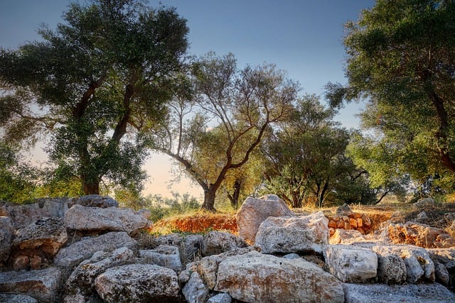 Free download trees olive trees greece island free picture to be edited with GIMP free online image editor