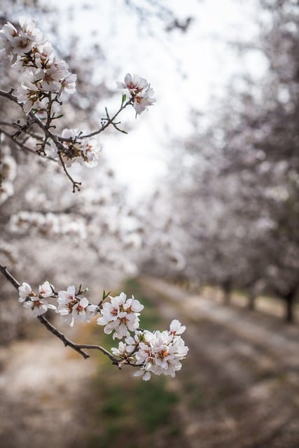 Free download trees orchard blossoms almonds free picture to be edited with GIMP free online image editor