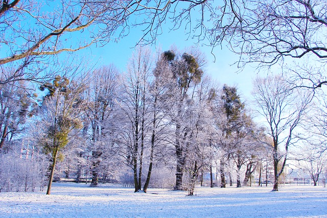 Free download trees park winter free picture to be edited with GIMP free online image editor