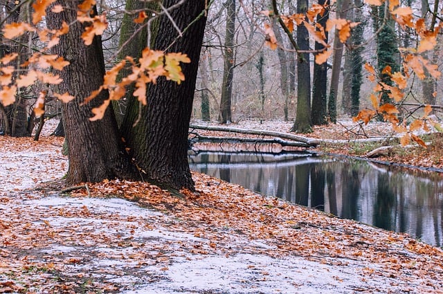 Free download trees park winter landscape free picture to be edited with GIMP free online image editor