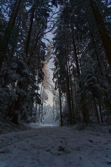 Free download trees path forest shining snow free picture to be edited with GIMP free online image editor