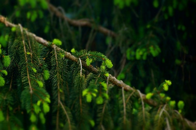 Free download tree spruce branches forest green free picture to be edited with GIMP free online image editor