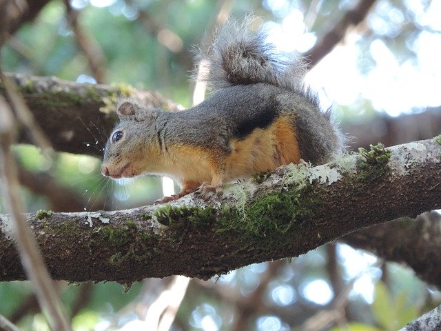 Free download Tree Squirrel Curiosity Dog -  free photo or picture to be edited with GIMP online image editor