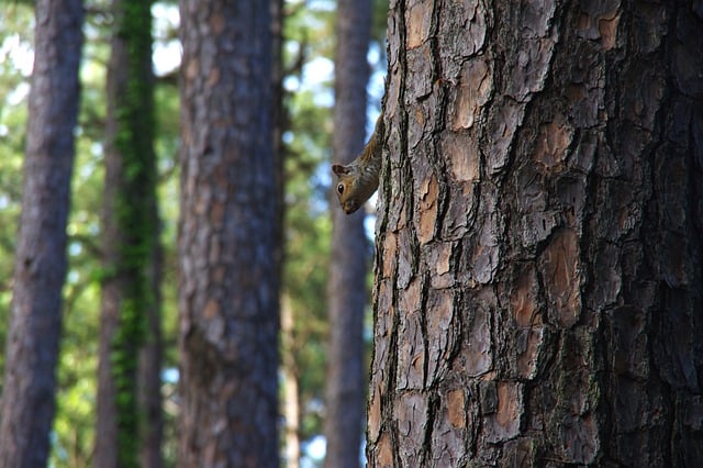 Free download tree squirrel forest woods animal free picture to be edited with GIMP free online image editor