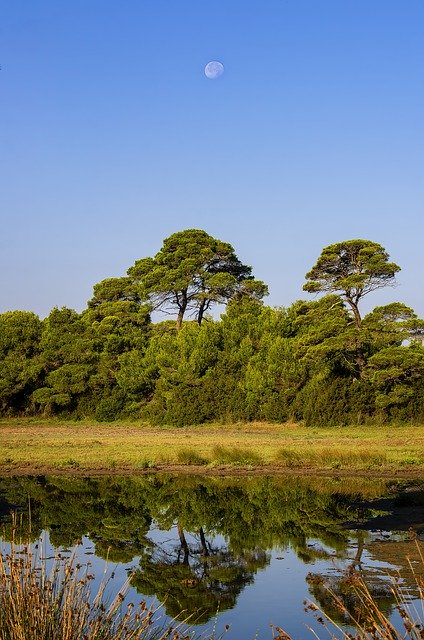 Free download Trees Reflections Water -  free photo or picture to be edited with GIMP online image editor