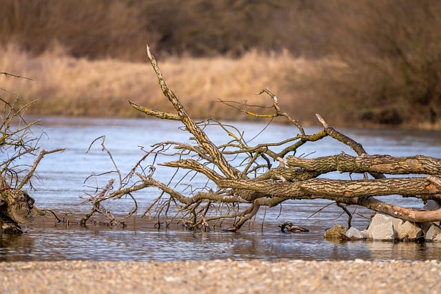 Free download trees river nature water riverbank free picture to be edited with GIMP free online image editor