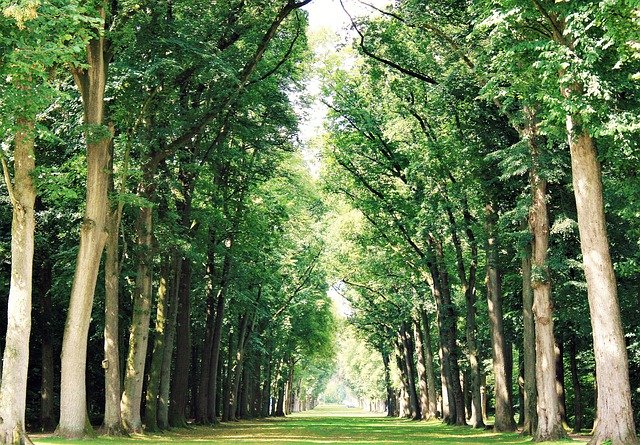 Free download Trees Row Of Swath -  free free photo or picture to be edited with GIMP online image editor