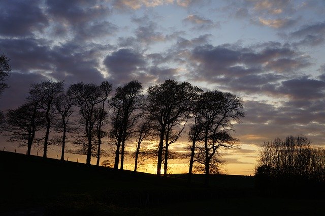 Free download Trees Silhouette Evening -  free photo or picture to be edited with GIMP online image editor