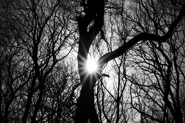 Free download Trees Silhouette Woodland -  free photo or picture to be edited with GIMP online image editor