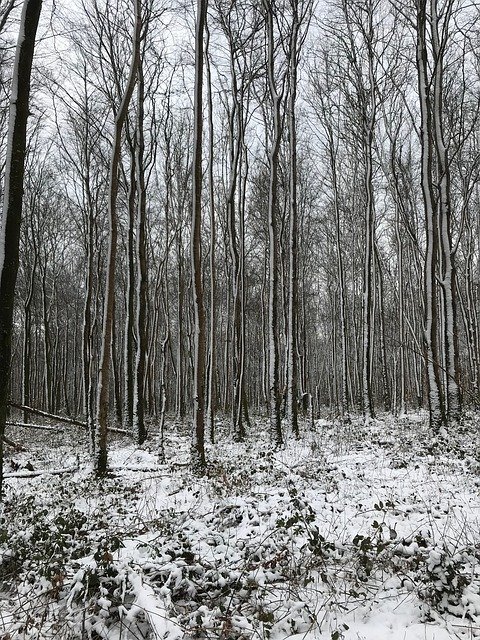 Free download Trees Snow Birch -  free free photo or picture to be edited with GIMP online image editor