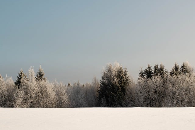 Free download trees snow field winter cold icy free picture to be edited with GIMP free online image editor