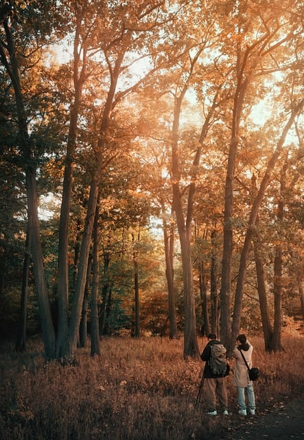 Free download trees sunset hiking hikers nature free picture to be edited with GIMP free online image editor