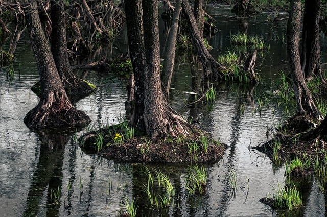 Free download trees swamp forest water nature free picture to be edited with GIMP free online image editor