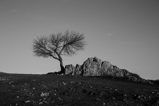 Free download Tree Stone Environment -  free photo or picture to be edited with GIMP online image editor