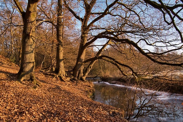 Free download trees tree roots stream flow free picture to be edited with GIMP free online image editor