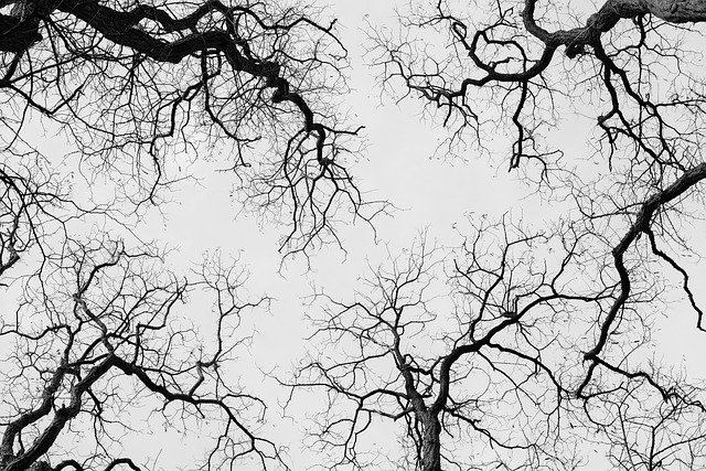 Free download Trees Treetops Highinthesky -  free photo or picture to be edited with GIMP online image editor