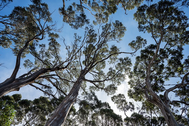 Free download trees trunk crown rainforest free picture to be edited with GIMP free online image editor