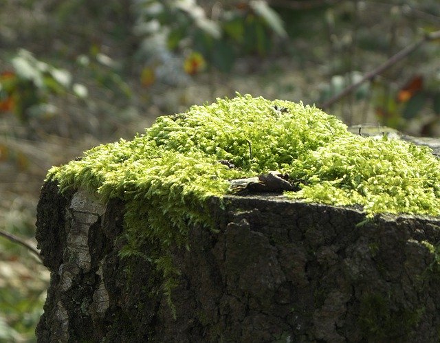 Free download Tree Stump Forest -  free photo or picture to be edited with GIMP online image editor