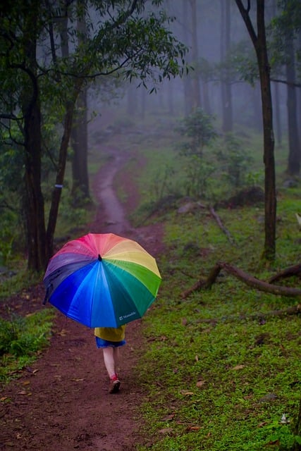 Free download trees umbrella path grass rain free picture to be edited with GIMP free online image editor