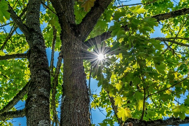 Téléchargement gratuit de Tree Sunlight Broken Plenty Of - photo ou image gratuite à éditer avec l'éditeur d'images en ligne GIMP