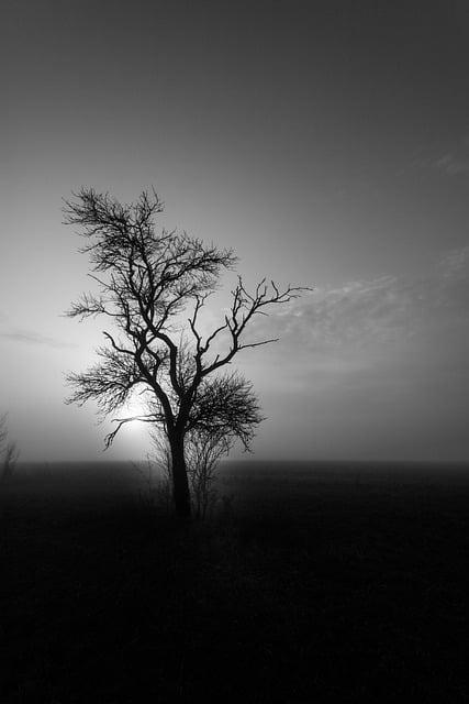 Free download tree sunset nature black and white free picture to be edited with GIMP free online image editor