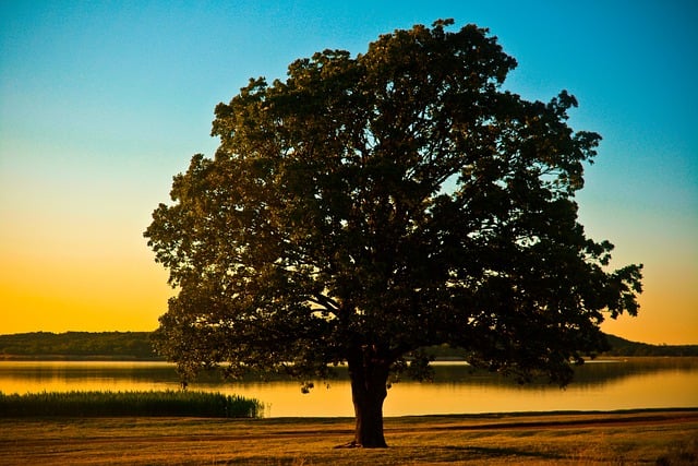 Free download tree sunset nature dusk landscape free picture to be edited with GIMP free online image editor