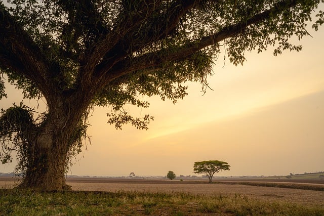 Free download tree sunset old pineridge belize free picture to be edited with GIMP free online image editor