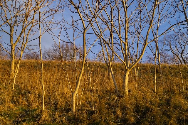 تنزيل Tree Sunset Yellow مجانًا - صورة مجانية أو صورة ليتم تحريرها باستخدام محرر الصور عبر الإنترنت GIMP