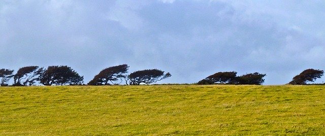 Free download Trees Windswept Horizon -  free photo or picture to be edited with GIMP online image editor