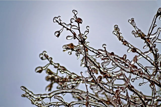 Free download trees winter frozen ice plant free picture to be edited with GIMP free online image editor