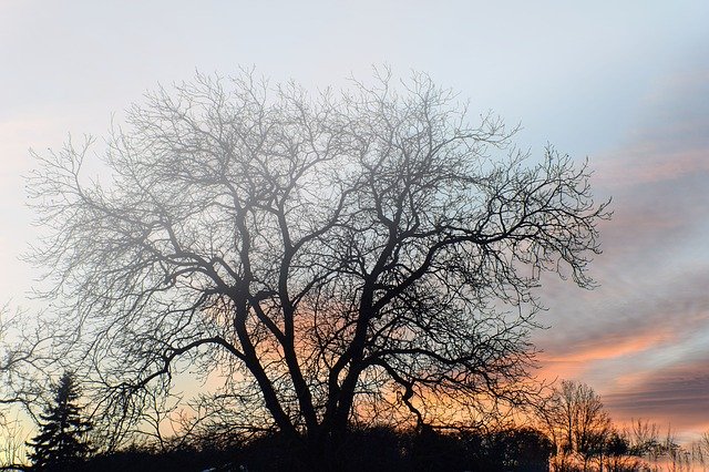 Free download Tree The Sky Nature In -  free photo or picture to be edited with GIMP online image editor