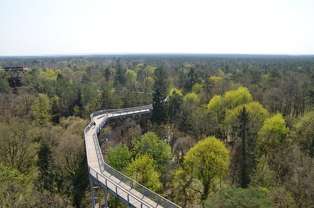 Free download Treetop Path Forest Landscape -  free photo or picture to be edited with GIMP online image editor