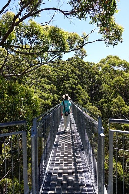 Free download Tree Top Walk West Australia -  free photo or picture to be edited with GIMP online image editor