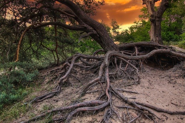 Free download tree tree root sunset tree trunk free picture to be edited with GIMP free online image editor