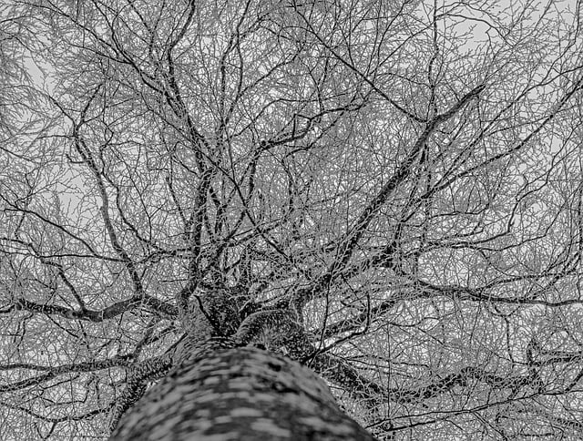 Free download tree tree trunk winter hoarfrost free picture to be edited with GIMP free online image editor