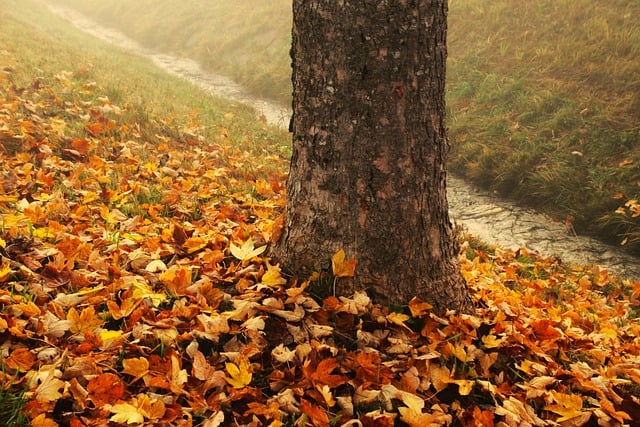 Free download tree trunk autumn in the morning free picture to be edited with GIMP free online image editor