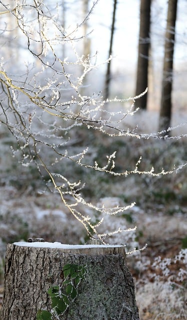 Free download tree trunk frost forest branches free picture to be edited with GIMP free online image editor