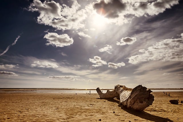 Free download tree trunk log sky beach sea free picture to be edited with GIMP free online image editor