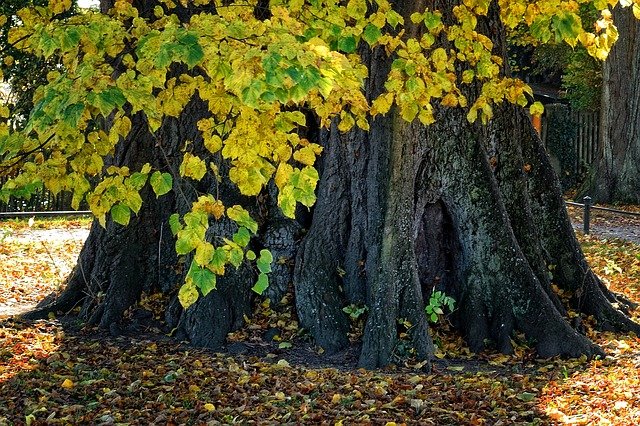 Free download tree trunk root linden tree nature free picture to be edited with GIMP free online image editor