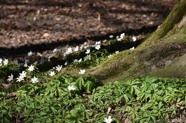 Free download tree trunk root spring nature tree free picture to be edited with GIMP free online image editor