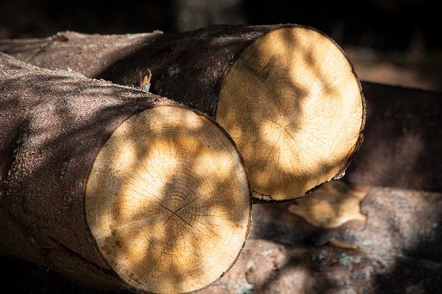 Free download Tree Trunks Nature Wood -  free photo or picture to be edited with GIMP online image editor