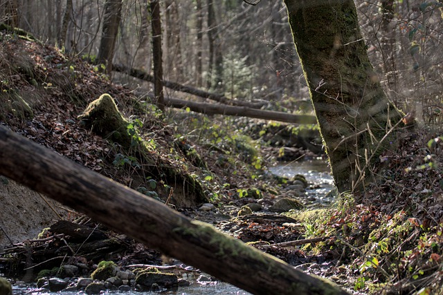 Free download tree trunks stream moss forest free picture to be edited with GIMP free online image editor